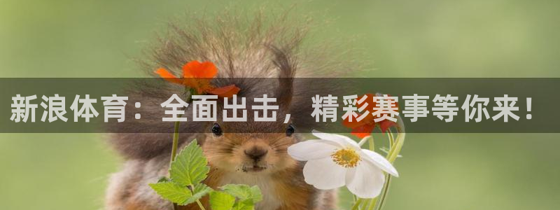 新浪体育：全面出击，精彩赛事等你来！